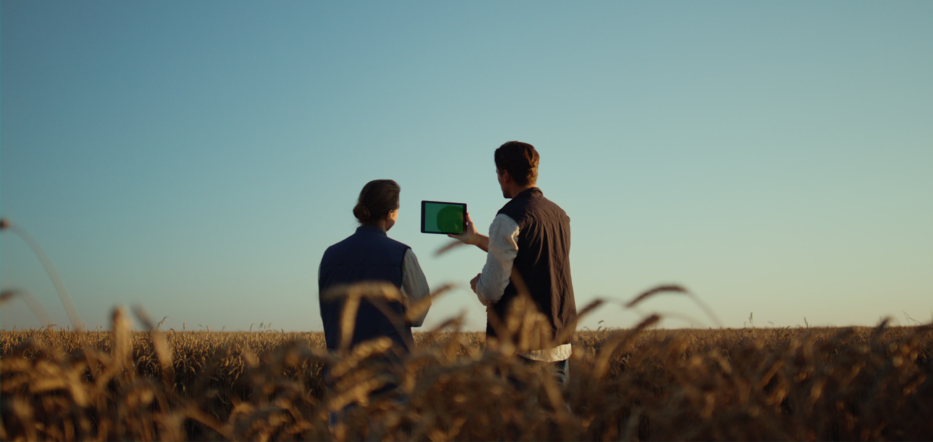 Two people inspect a wheat field