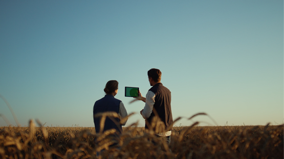 Two people inspect a wheat field