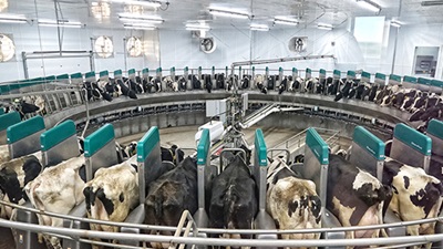 Automated dairy