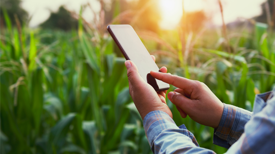 Farmer with phone in field