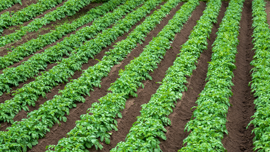 Rows of potato plants growing in the field 
