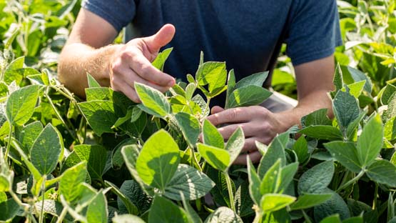 A farmers hands inspecting soybeans