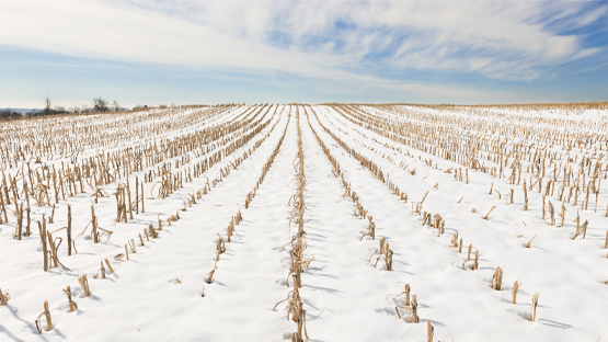 Snow-covered corn field