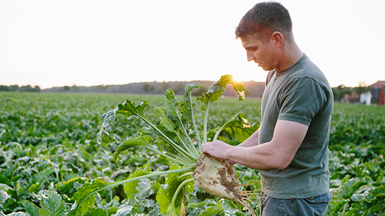 Young farmer with beet