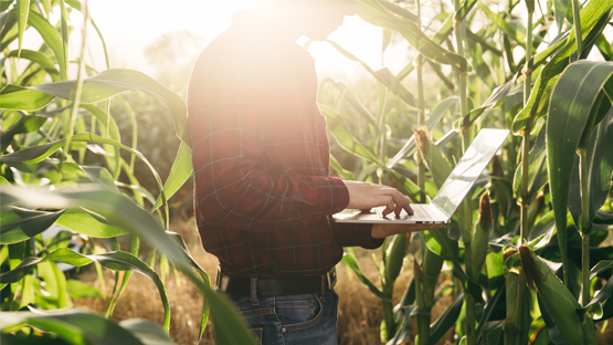 Young farmer standing in corn field with laptop