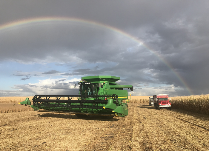 A combine and tractor harvesting underneath a rainbow