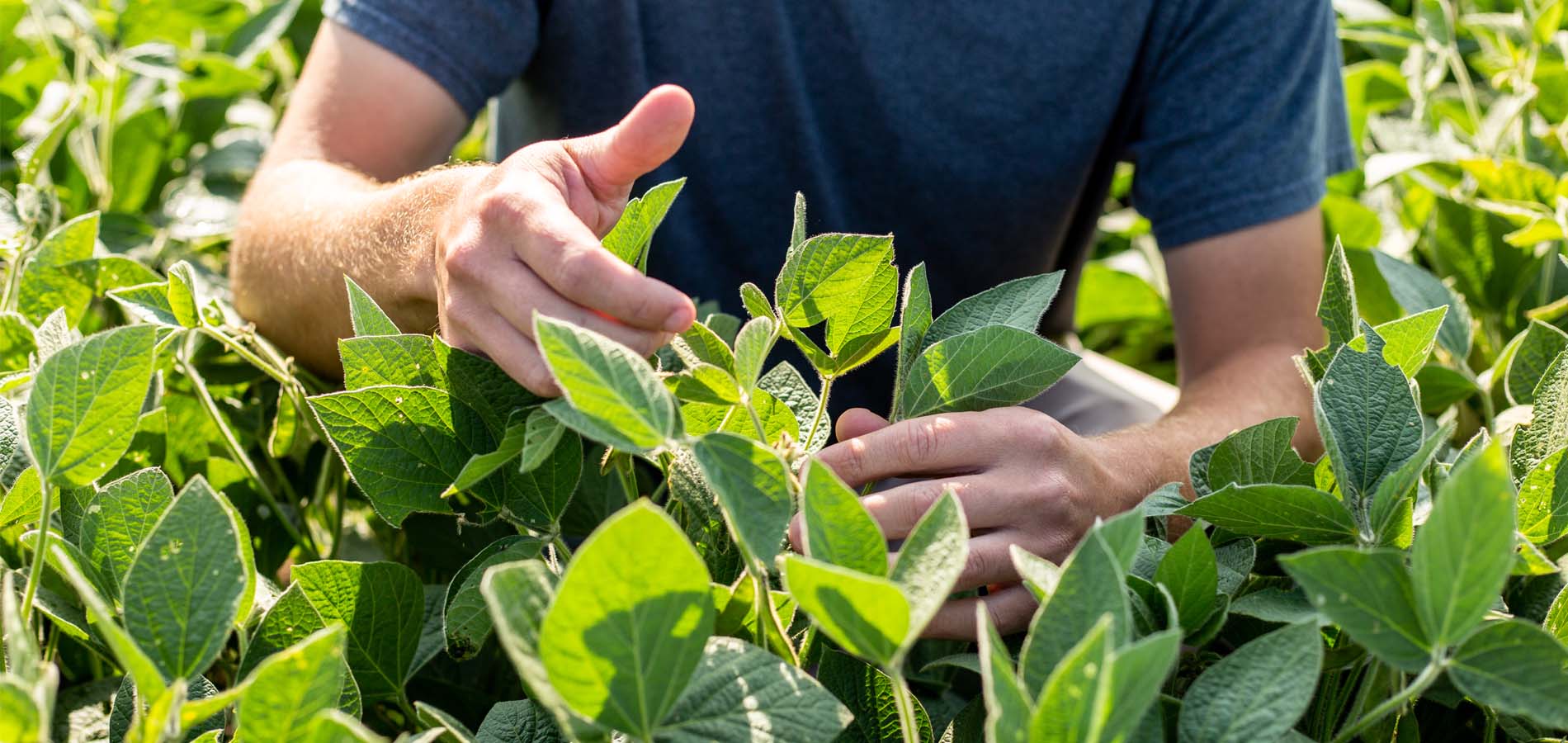 A farmer's hands inspecting his soybeans 