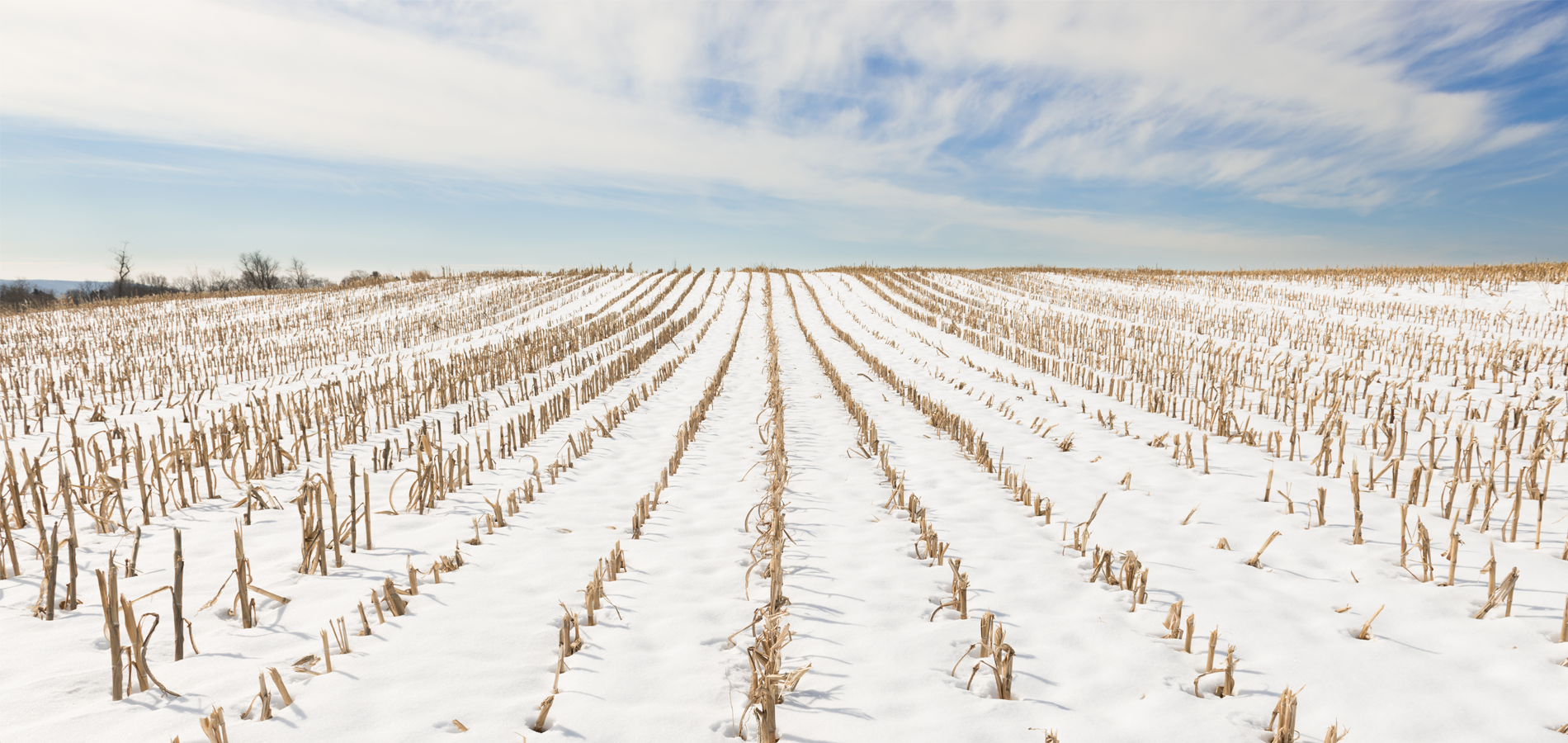 Snow-covered corn field