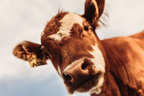 Cow looking directly in the camera