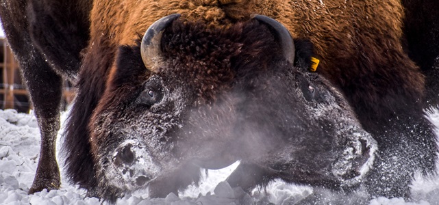 Two bison bulls sparring 